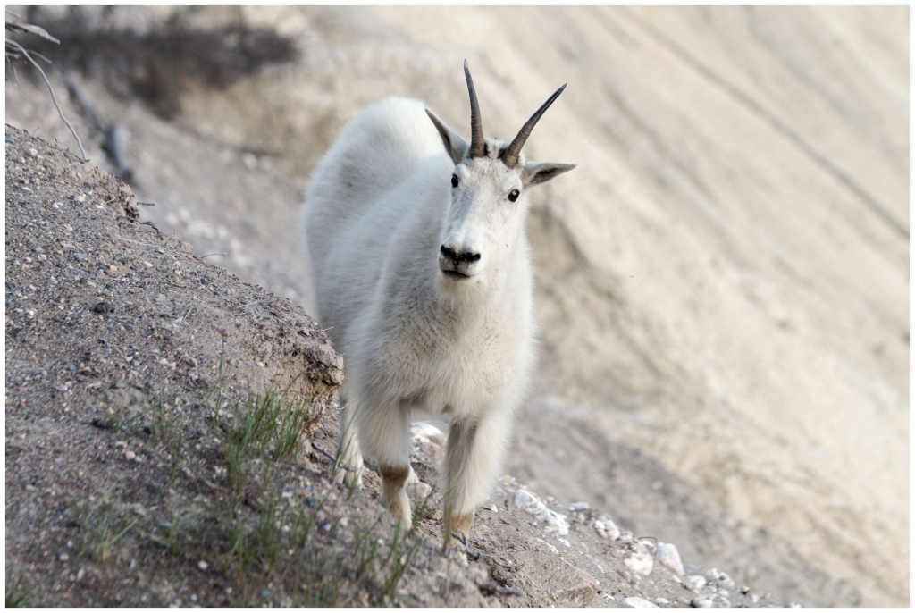 06 - Icefields Parkway (21) - Mountain Goat.jpg